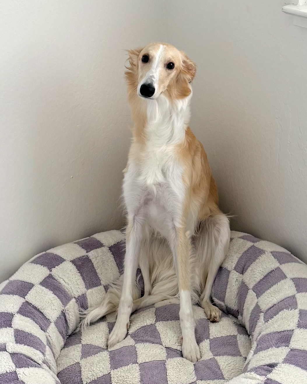Ollie in his round bed